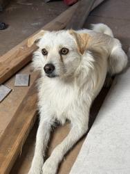 Found/Stray Male Dog last seen Chattanooga, San Diego, CA 92139