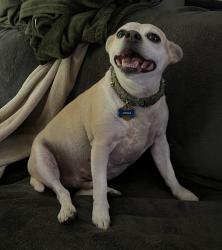 Lost Male Dog last seen Near Nix Rd Fayetteville, NC 28314, Fayetteville, NC 28314