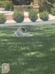 Reunited Unknown Dog last seen Texas Tech Campus by the Admin Bldg, Lubbock, TX 79409