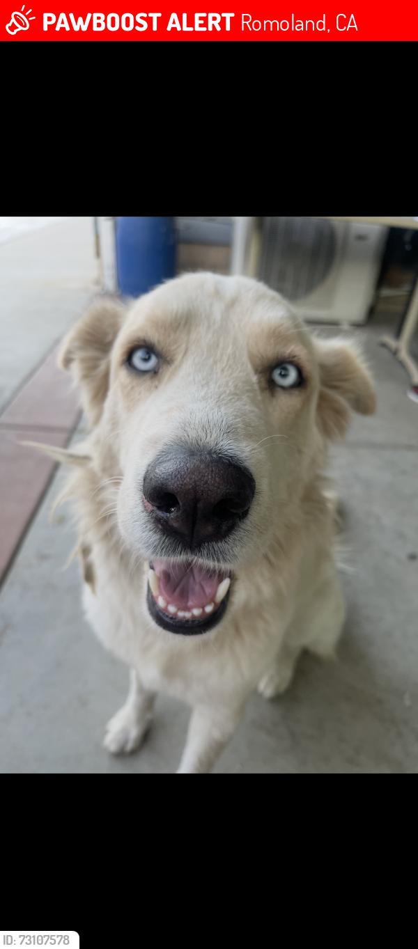 Lost Female Dog last seen Romoland, Romoland, CA 92585