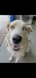 Lost Female Dog last seen Romoland, Romoland, CA 92585