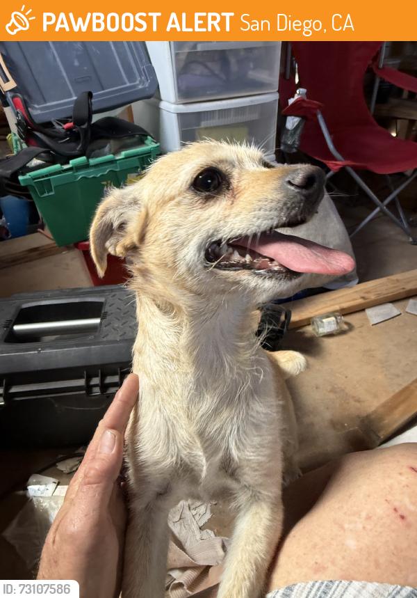 Found/Stray Female Dog last seen Chattanooga, San Diego, CA 92139