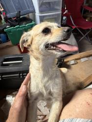 Found/Stray Female Dog last seen Chattanooga, San Diego, CA 92139