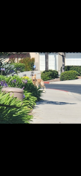 Reunited Unknown Dog last seen Alacima gated community near rancho del pro YMCA, Oceanside, CA 92057