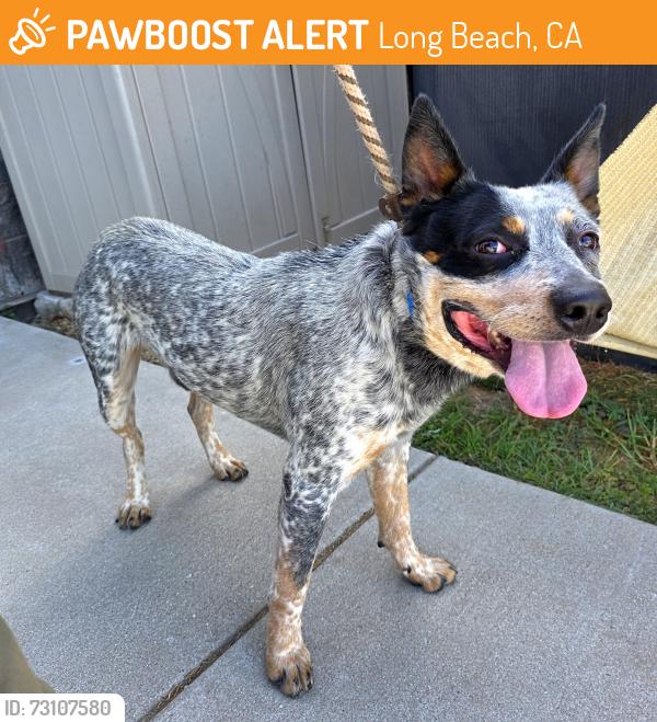 Found/Stray Male Dog last seen Near E Poppy St, Long Beach, CA 90805, Long Beach, CA 90805