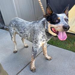 Found/Stray Male Dog last seen Near E Poppy St, Long Beach, CA 90805, Long Beach, CA 90805