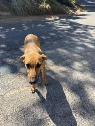 Found/Stray Female Dog last seen Firethorn and Van Buren, Riverside, CA 92504