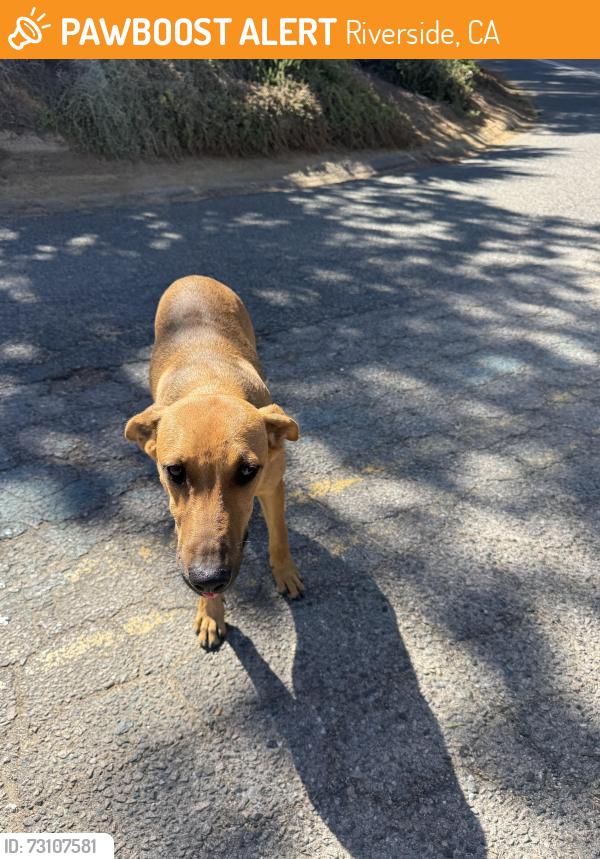 Found/Stray Female Dog last seen Firethorn and Van Buren, Riverside, CA 92504
