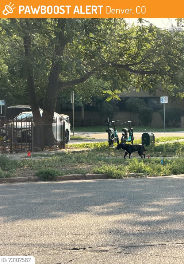 Found/Stray Unknown Dog last seen Park Ave & East 17th Ave, Denver, CO 80218