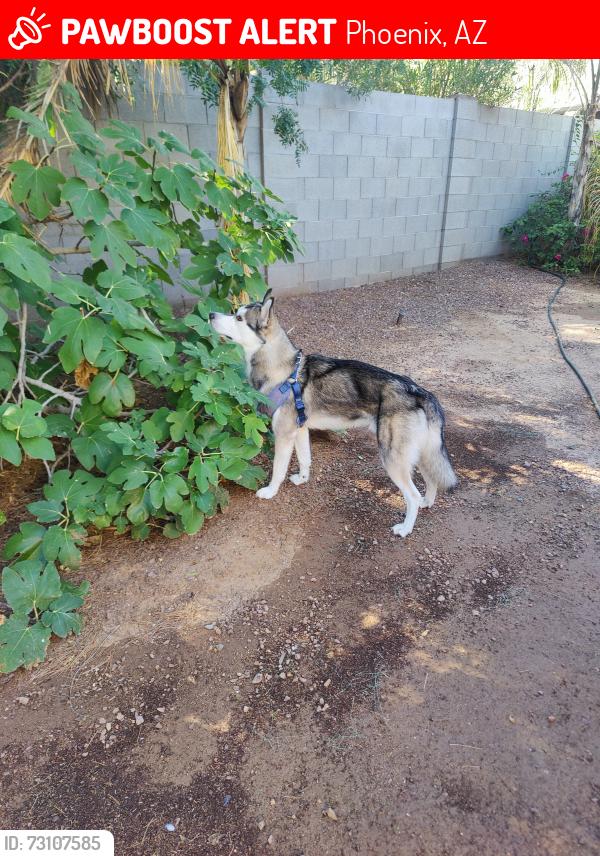 Lost Male Dog last seen Beardsley and Union Hill's and Cave Creek, Phoenix, AZ 85032