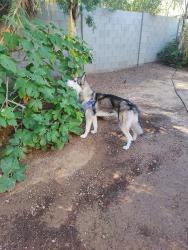 Lost Male Dog last seen Beardsley and Union Hill's and Cave Creek, Phoenix, AZ 85032
