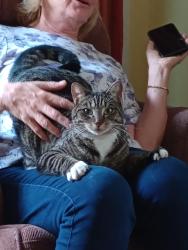 Lost Male Cat last seen Ann and s 2nd streets, Wilmington, NC 28401