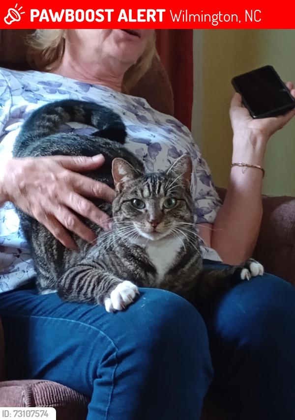 Lost Male Cat last seen Ann and s 2nd streets, Wilmington, NC 28401