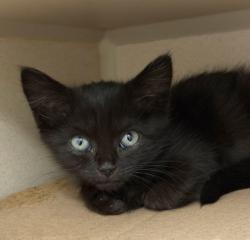 Shelter Stray Female Cat last seen Data Dr, Rancho Cordova, CA, 6201 Florin Perkins Rd, Sacramento, CA 95828, USA