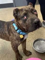 Shelter Stray Male Dog last seen W 65 & Lorain, 2nd District, OH, 9203 Detroit Ave, Cleveland, OH 44102, USA