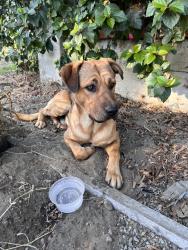 Found/Stray Male Dog last seen Osborne & Dorrington, Los Angeles, CA 91331