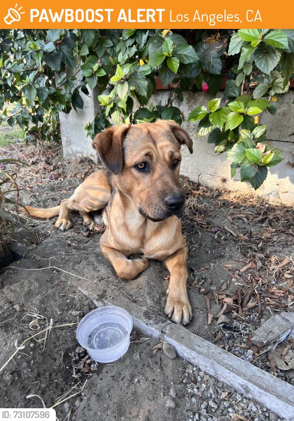 Found/Stray Male Dog last seen Osborne & Dorrington, Los Angeles, CA 91331