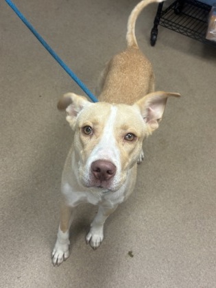 Shelter Stray Male Dog last seen Near Glenwood Ave SE, Atlanta, GA 30316, 30316, GA, 3280 Chamblee Dunwoody Rd, Chamblee, GA 30341, USA