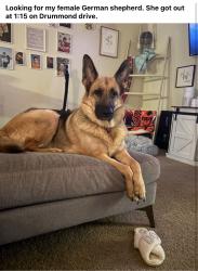 Reunited Female Dog last seen Drummond Dr, Xenia, OH 45385