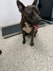 Shelter Stray Female Dog last seen Davis Park Rd, County/Unicorporated, NC, 1491 Business Park Ct, Gastonia, NC 28052, USA