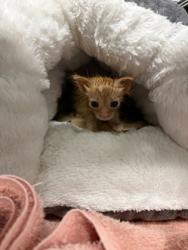 Shelter Stray Male Cat last seen Kiser Dairy Rd, County/Unicorporated, NC, 1491 Business Park Ct, Gastonia, NC 28052, USA