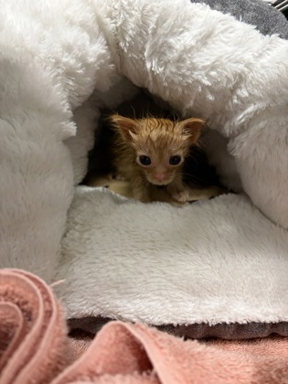 Shelter Stray Male Cat last seen Kiser Dairy Rd, County/Unicorporated, NC, 1491 Business Park Ct, Gastonia, NC 28052, USA