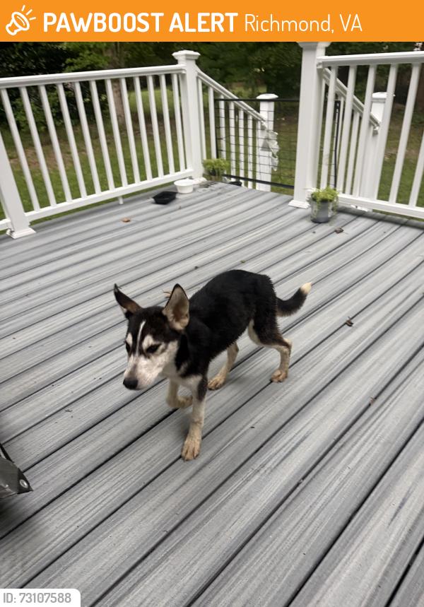 Found/Stray Female Dog last seen Iron Bridge Rd, Richmond, VA 23234