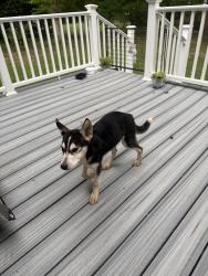 Found/Stray Female Dog last seen Iron Bridge Rd, Richmond, VA 23234