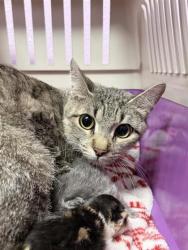 Shelter Stray Female Cat last seen Near Loma de Rio PL, CITY of El Paso, TX, 5001 Fred Wilson Ave, El Paso, TX 79906, USA