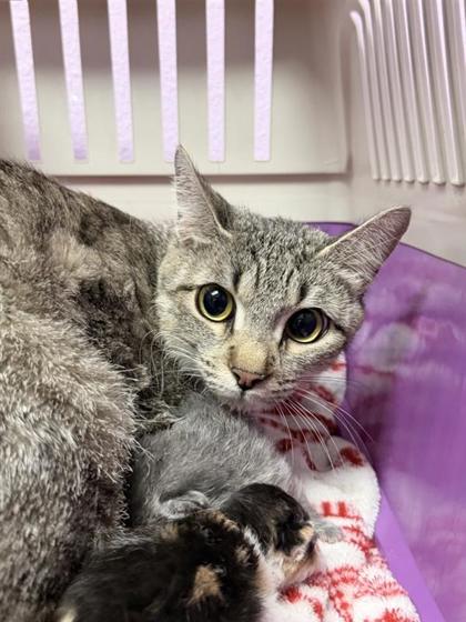 Shelter Stray Female Cat last seen Near Loma de Rio PL, CITY of El Paso, TX, 5001 Fred Wilson Ave, El Paso, TX 79906, USA