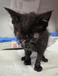 Shelter Stray Male Cat last seen W Belmont and N Chateau Fresno, Fresno Zone Fresno CO 1A 93723, CA, 1510 W Dan Ronquillo Dr, Fresno, CA 93706, USA