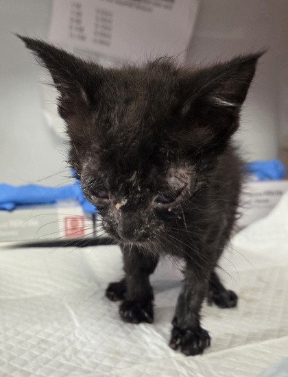 Shelter Stray Male Cat last seen W Belmont and N Chateau Fresno, Fresno Zone Fresno CO 1A 93723, CA, 1510 W Dan Ronquillo Dr, Fresno, CA 93706, USA
