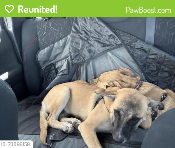 Reunited Unknown Dog last seen 2nd st and Pueblo Luna, Albuquerque, NM 87107