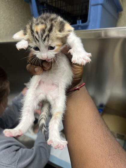 Shelter Stray Female Cat last seen Park/Raines, Memphis, TN, 935 Farm Rd, Memphis, TN 38134, USA