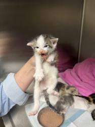 Shelter Stray Male Cat last seen Park/Raines, Memphis, TN, 935 Farm Rd, Memphis, TN 38134, USA