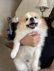 Reunited Unknown Dog last seen S 232nd Pl Kent, WA 98032 United States - In the lakes near the construction work, Kent, WA 98032