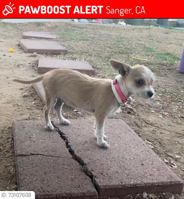 Lost Female Dog last seen West & 5th St, Sanger, CA 93657