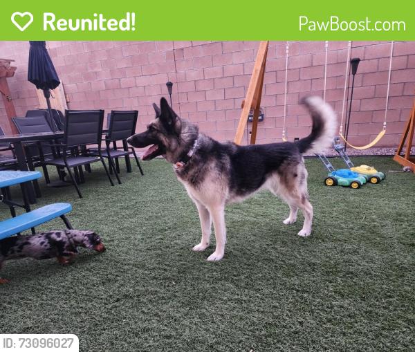 Reunited Female Dog last seen De La Reina community, Belen, NM 87002