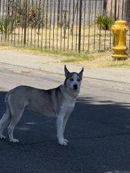 Found/Stray Female Dog last seen e Anita st Stockton ca 95205, Stockton, CA 95205