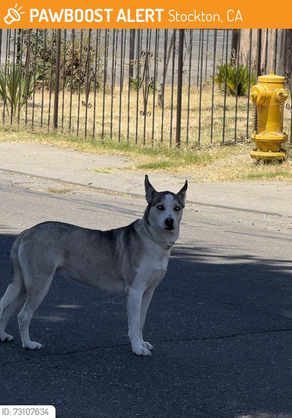Found/Stray Female Dog last seen e Anita st Stockton ca 95205, Stockton, CA 95205