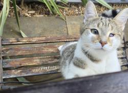 Reunited Male Cat last seen Montgomery Road, Bentley, Walsall, West Midlands, England WS2 0AX