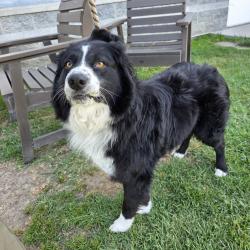 Found/Stray Male Dog last seen Near E Spring St, Long Beach, CA 90815, Long Beach, CA 90815