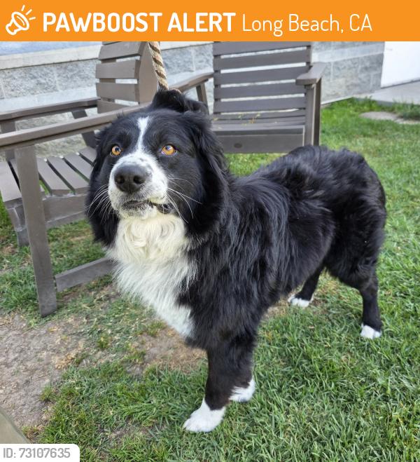 Found/Stray Male Dog last seen Near E Spring St, Long Beach, CA 90815, Long Beach, CA 90815