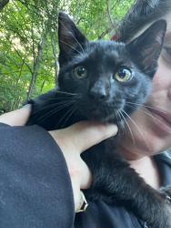 Found/Stray Female Cat last seen Near Big Cove Road, Candler, NC 28715