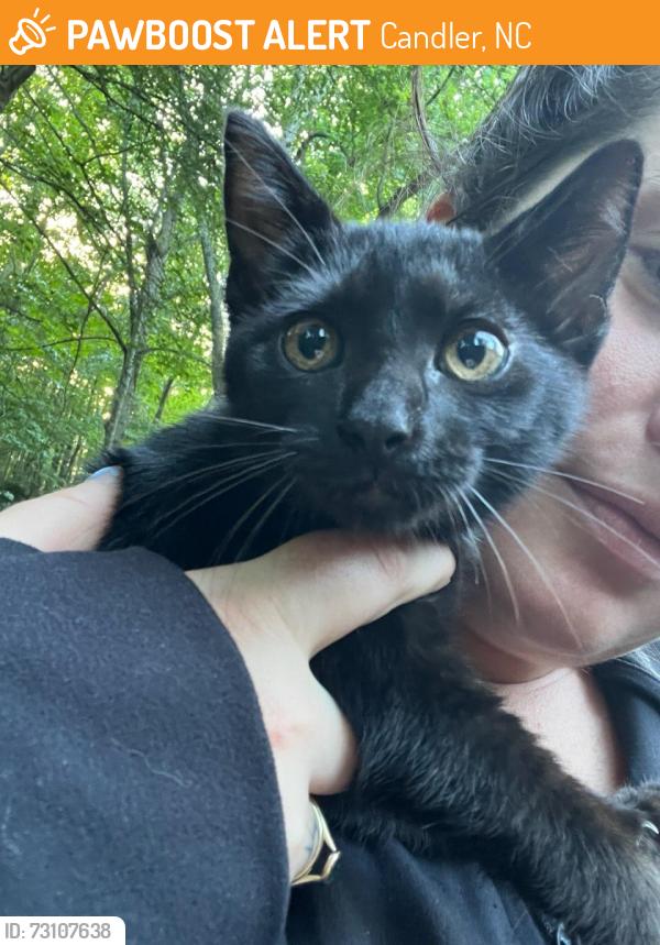 Found/Stray Female Cat last seen Near Big Cove Road, Candler, NC 28715