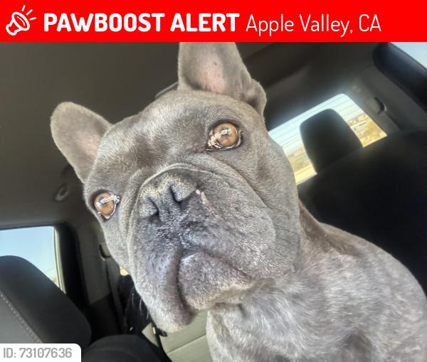 Lost Male Dog last seen Wren St, Apple Valley, CA 92308