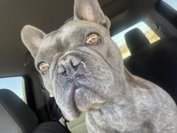 Lost Male Dog last seen Wren St, Apple Valley, CA 92308