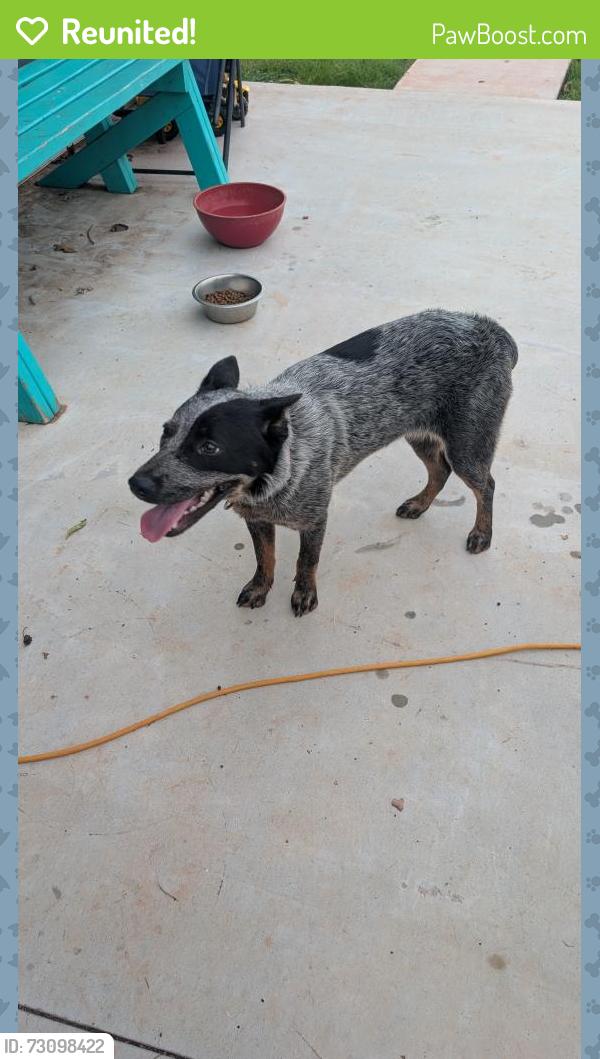 Reunited Female Dog last seen Jacktown Market, Lincoln County, OK 74851