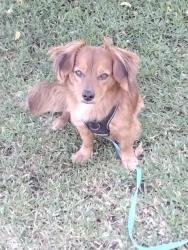 Found/Stray Male Dog last seen Mccomber and stage, Buena Park, CA 90621