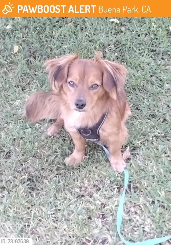 Found/Stray Male Dog last seen Mccomber and stage, Buena Park, CA 90621